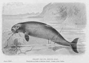 Stellerin merilehmä, Rhytina Gigas